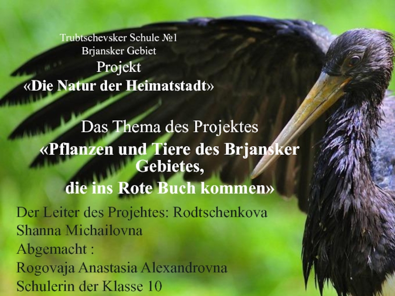 Презентация Презентация по немецкому языку на тему Pflanzen und Tiere des Brjansker Gebietes, die ins Rote Buch kommen