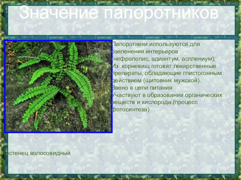 Каково значение папоротников. Общая характеристика папоротников. Питание папоротников. Роль папоротникообразных в природе. Папоротники в жизни человека.