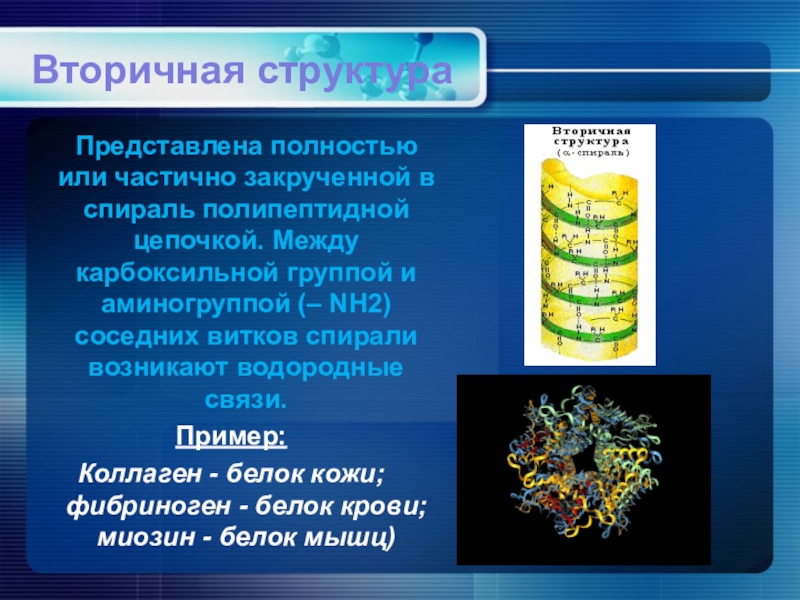 Вторичный белок примеры. Вторичная структура белка коллагеновая спираль. Эластины примеры белков. Зависимость биологических свойств белков от вторичной структуры. Вторичная или спиралевидная происходит.
