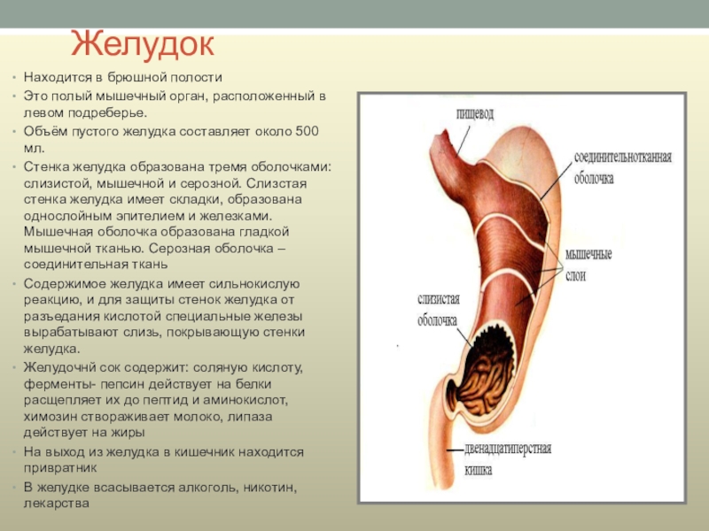 Полость желудка. Желудок располагается. Желудок в брюшной полости расположена. Какими тканями образован желудок.