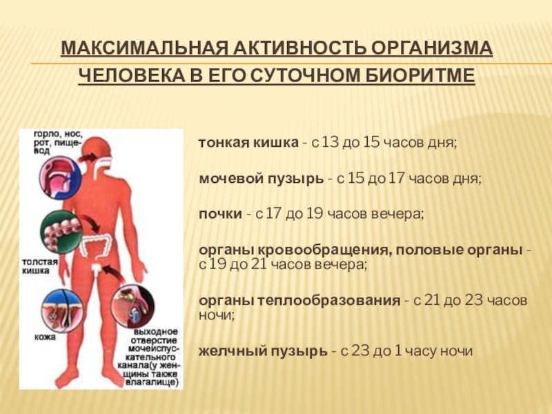 Проект по биологии биоритмы человека - 80 фото