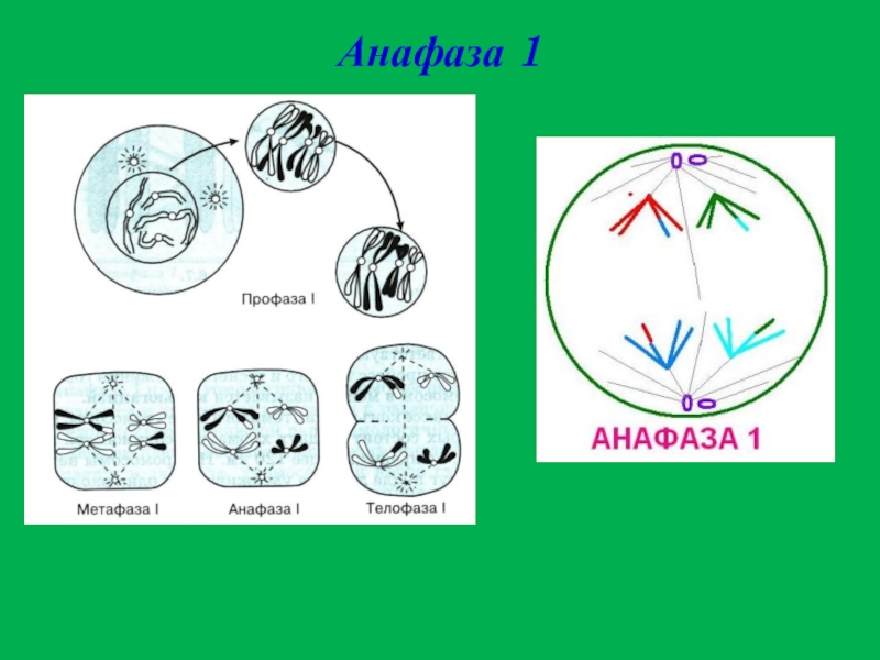 Профаза мейоза рисунок. Профаза анафаза. Анафаза 1. Профаза схема. Анафаза мейоза 1.