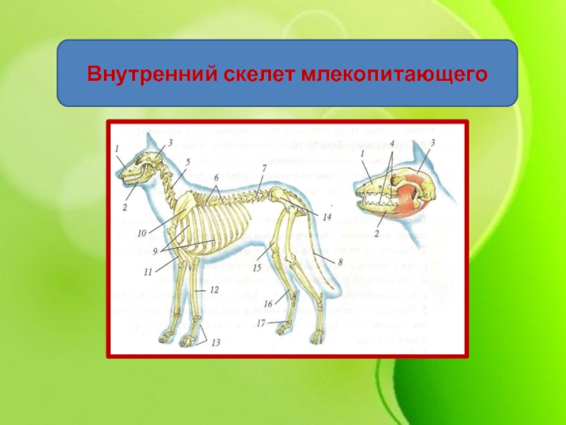 Скелет млекопитающего рисунок