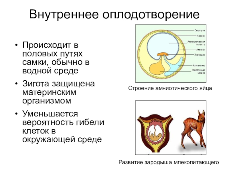 Презентация на тему оплодотворение