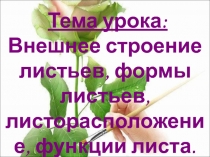 Внешнее строение листьев, формы, месторасположение, функции листа