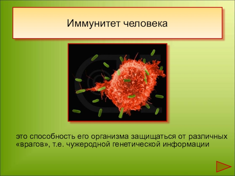 Иммунитет человека проект