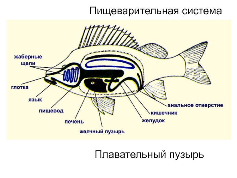 Главные признаки рыб схематический рисунок