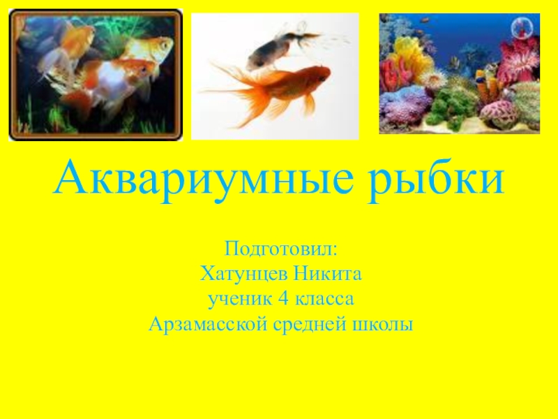 Презентация Презентация по познанию мира Аквариумные рыбки