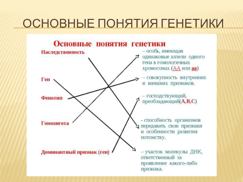 Понятия генетики