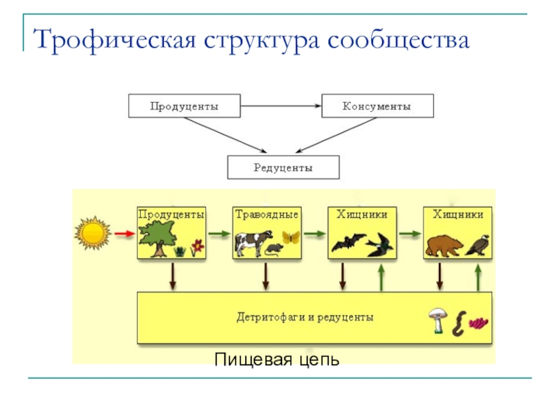 Состав и структура сообщества биология 9 класс презентация