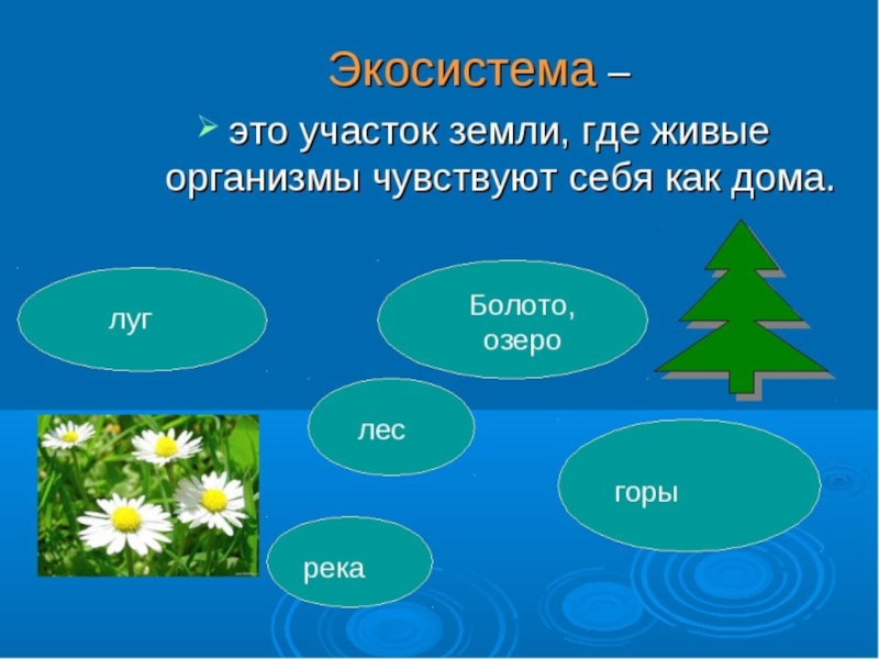 Дачный участок как экосистема проект по биологии