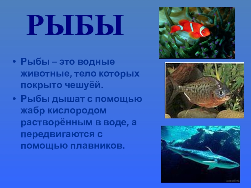 Передвижение рыб в воде. Водные животные тело которых покрыто чешуей. Разнообразие рыб. Рыбы слайд. Презентация на тему класс рыбы.