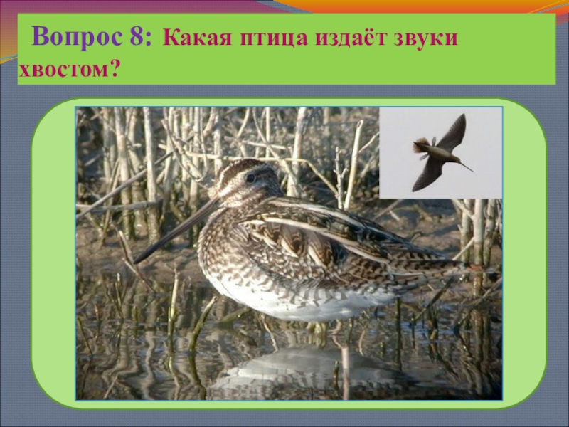 Звук издаваемый птичкой. Птицы издающие звуки. Какая птица издаёт и и и и. Что издает звук. Какие птицы не издают звуков.