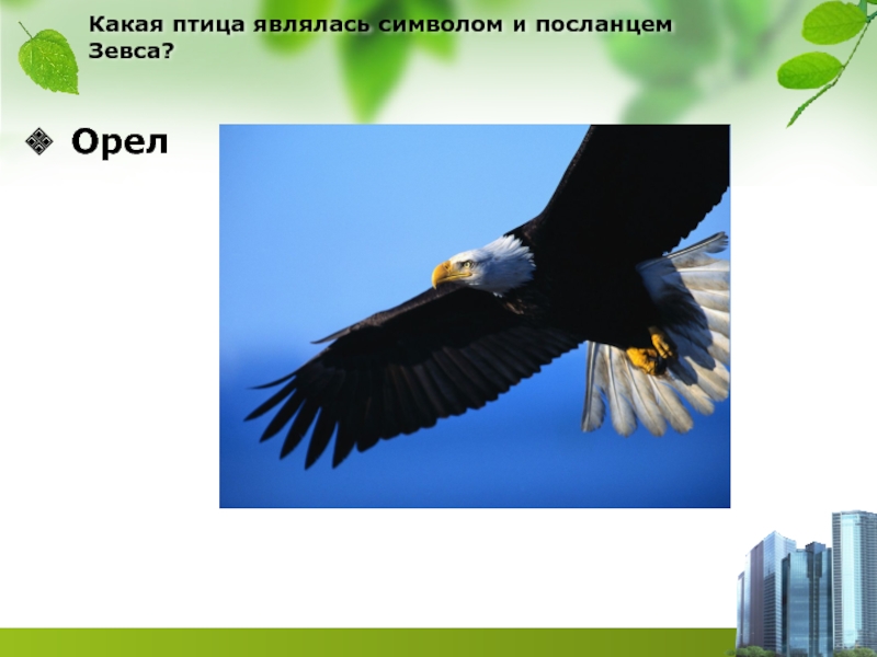 Птица зевса. Посланником Зевса называли птицу. Символ Зевса Орел. Какая птица является символом России. Какая птица является символом свободы.