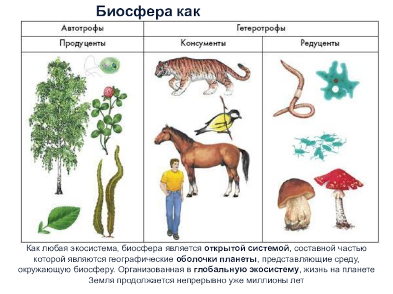 Презентация биосфера глобальная экосистема 11 класс биология