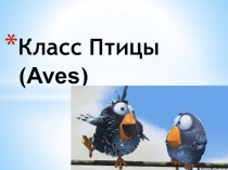 Презентация по биологии на тему Класс Птицы