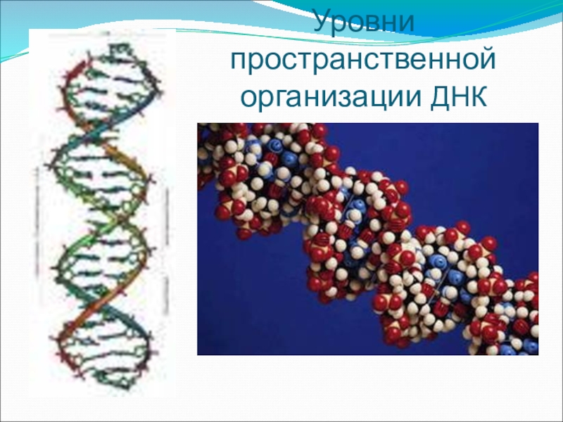 Организация днк. Уровни пространственной организации ДНК. Уровни трехмерной организации ДНК. Особенности пространственной организации ДНК. Особенности молекулы ДНК.