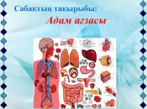 Панорамалық сабақ. Тақырыбы: АДАМ АҒЗАСЫ (8 сынып)