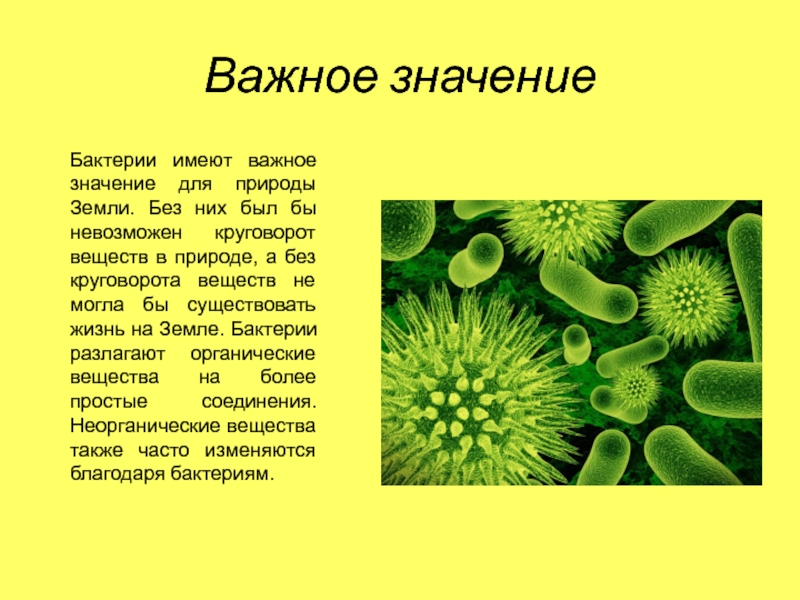 Биология 5 кратко. Роль бактерий в жизни человека сообщение. Сообщение роль бактерий в природе. Сообщение о роли бактерий. Значение бактерий краткое сообщение.