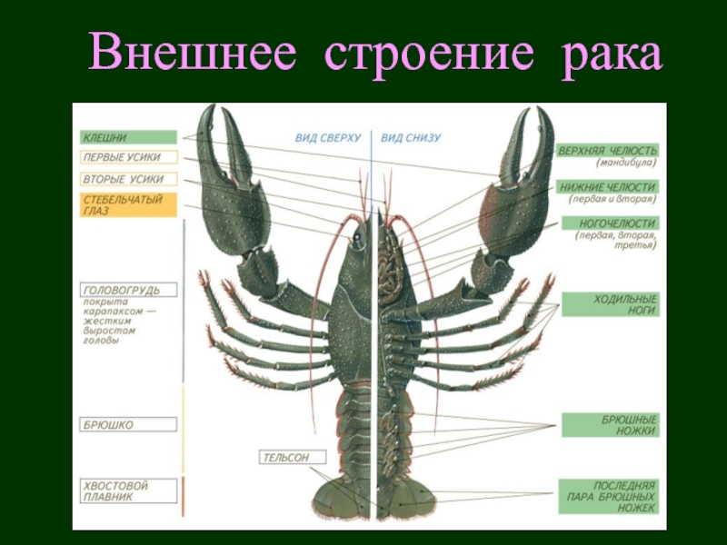 Внутреннее строение рака биология 7 класс картинки