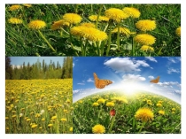 Презентация по биологии в 5 классе на тему Прорастание семян