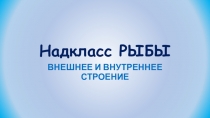 Презентация к уроку Надкласс Рыбы: внешнее и внутреннее строение. Классификация рыб.