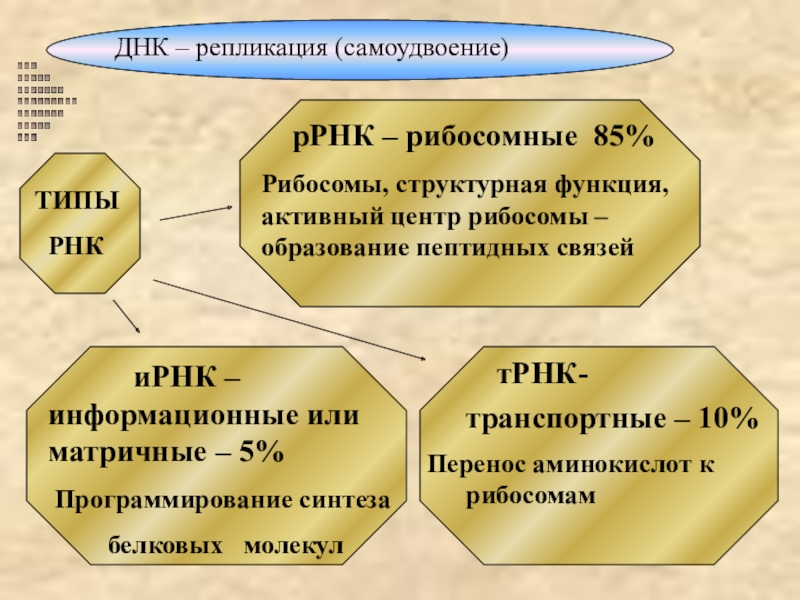 Самоудвоение днк. Процесс самоудвоения молекулы ДНК называется. Способность к самоудвоению ДНК. ДНК самоудвоение и роль в клетке.