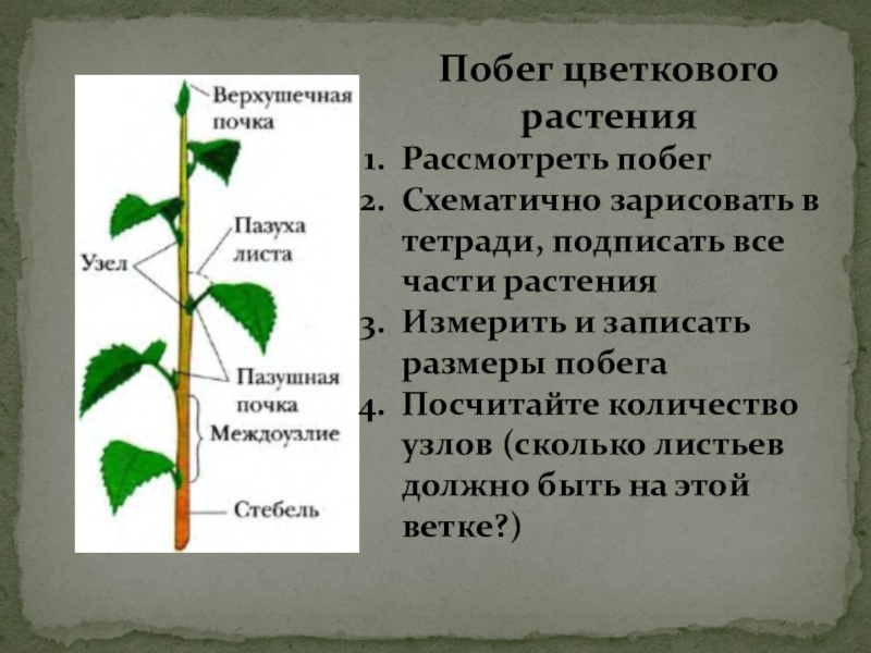 Лабораторная работа органы растений. Внешнее строение побега. Внешнее строение растений. Строение побега цветкового растения. Строение побега биология.