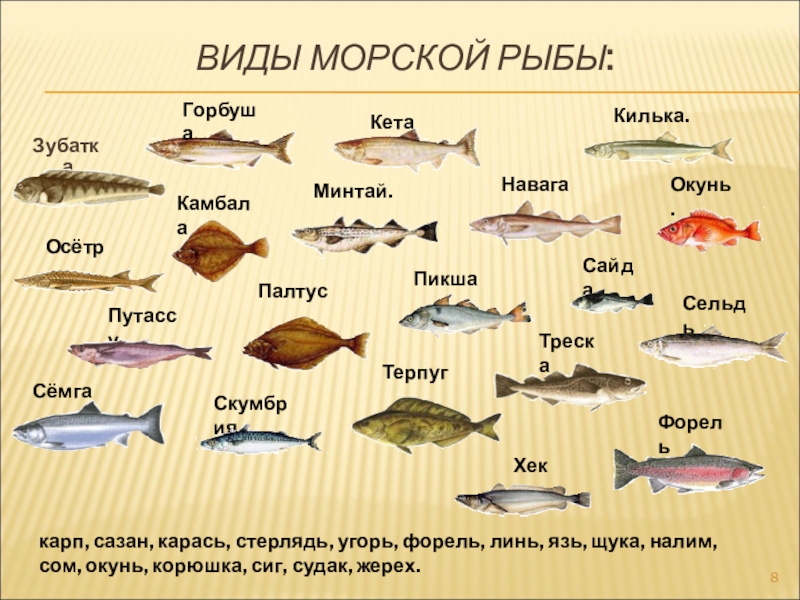 Кулинария блюда из рыбы (6 класс) доклад, проект