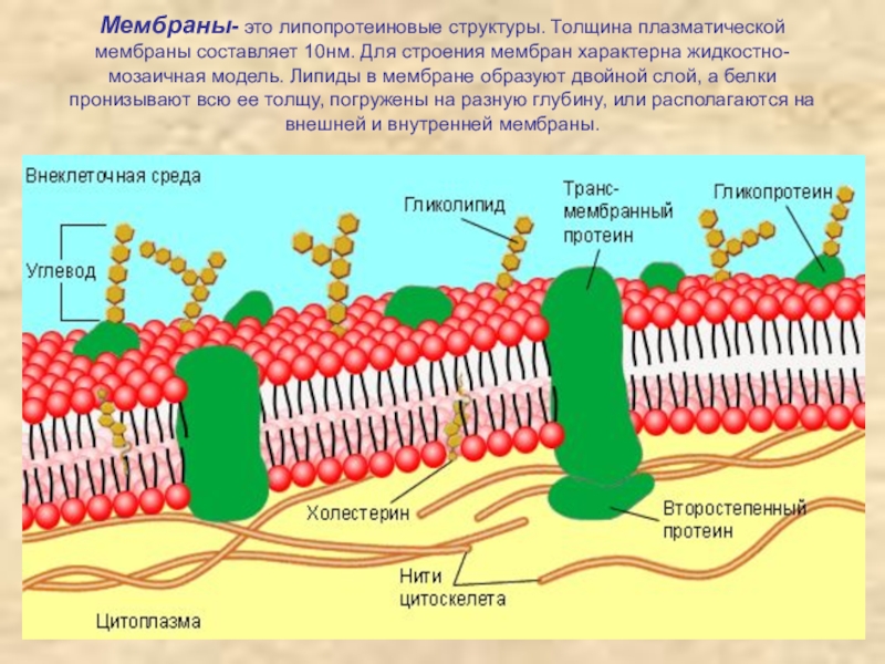 Вещества плазматической мембраны