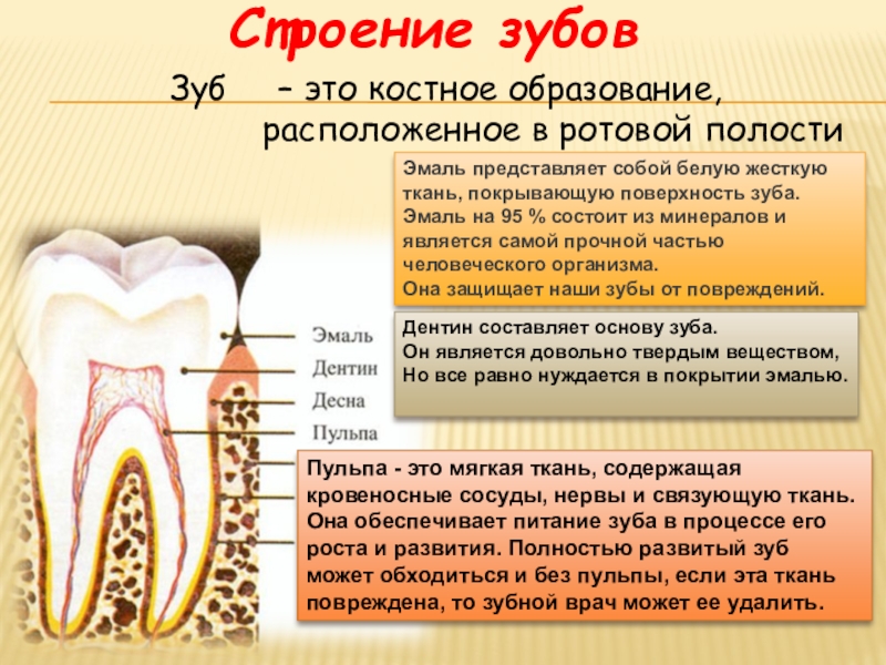 Проект про зубы 8 класс биология