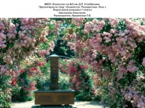 Презентация по биологии на тему: Семейство Розоцветных. Роза