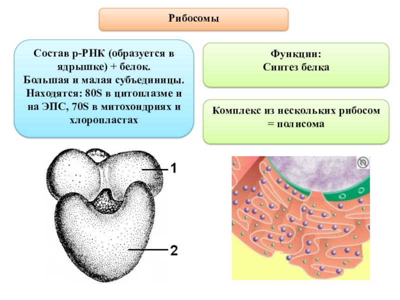 Функция рибосомы в животной клетке. Рибосомы состав строение и функции. Рибосомы 70s функции. Состав рибосом в клетке. Химический состав рибосом.