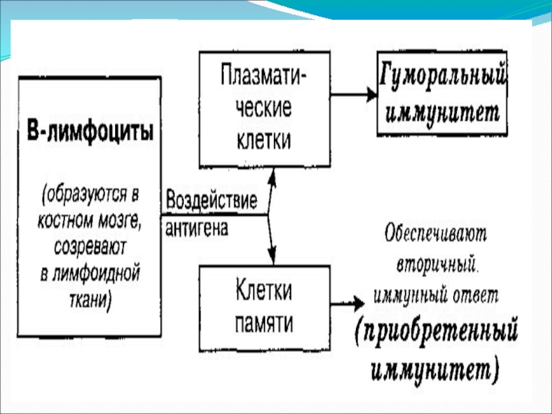 Презентация по микробиологии на тему иммунитет - 98 фото