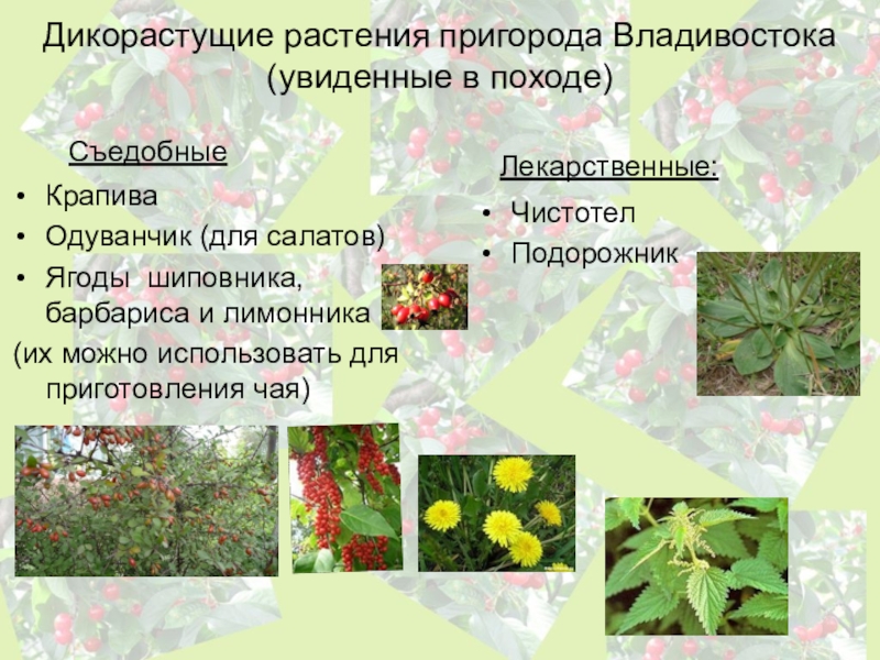 От каких факторов зависит урожайность дикорастущих растений