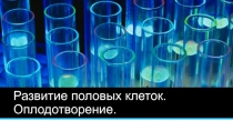 Презентация к уроку Развитие половых клеток