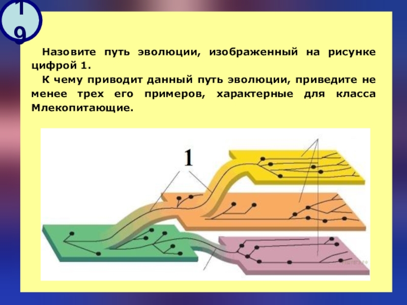 Пути эволюции схема