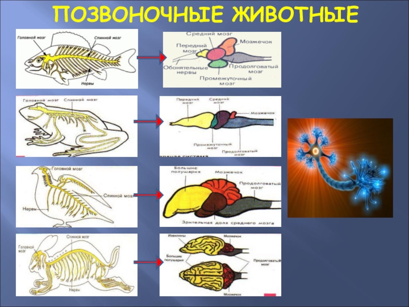 Рисунок позвонки позвоночных животных