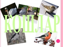 Презентация по татарскому языку на тему Кошлар