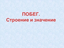 Побег_строение значение. Почки