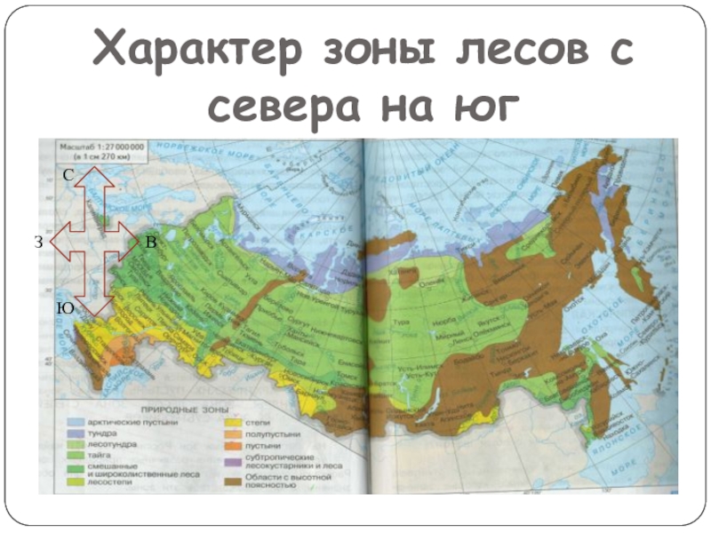 В прямоугольниках расположены природные зоны. Карта с севера на Юг природные зоны. Лесные природные зоны с севера на Юг. Природные зоны России с севера на Юг на карте. Зона лесов с севера на Юг.