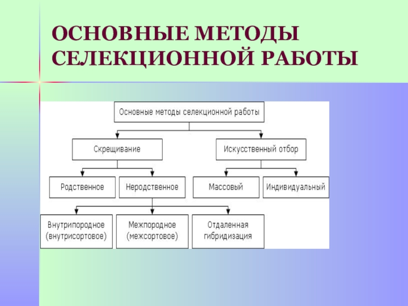 Селекция основные методы и достижения презентация