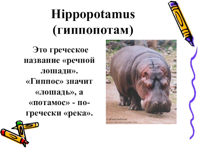 Бегемотик текста. Слово гиппопотам означает. Доклад про бегемота. Гиппопотам с греческого. Бегемот гиппопотам синонимы.