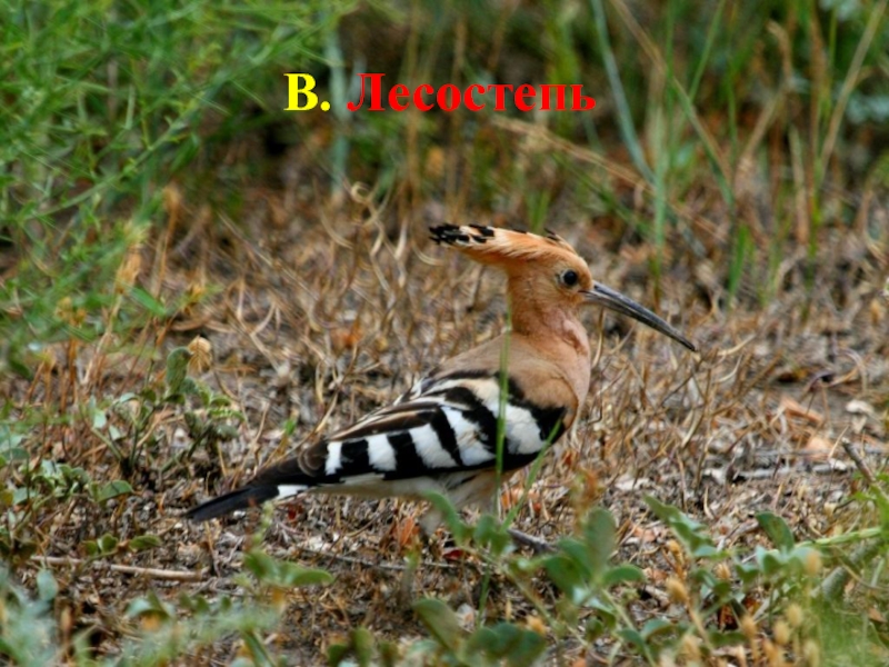 птицы лесостепи