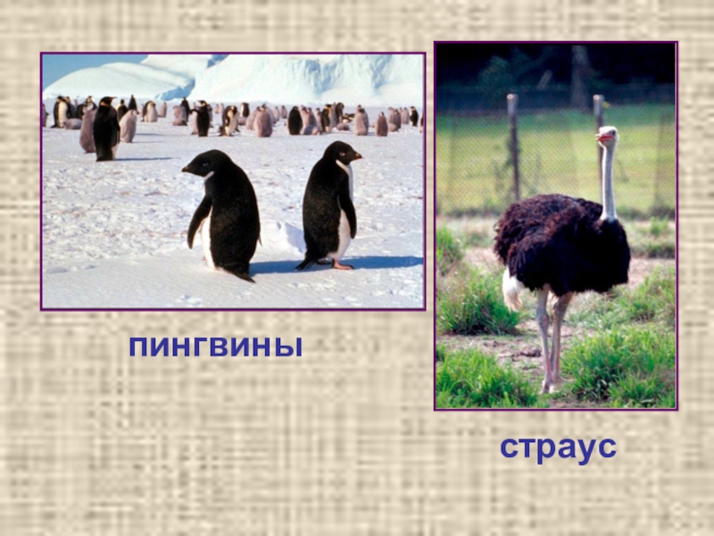 нелетающие птицы пингвины.