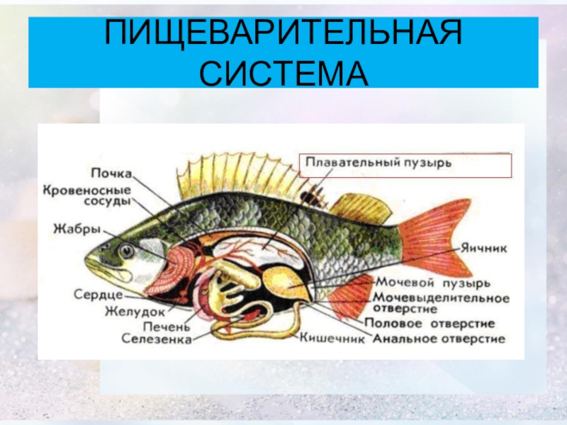 Какие системы органов у рыб. Схема пищеварительной системы рыб 7 класс. Пищеварительная система рыб 8 класс биология. Органы пищеварительной системы у рыб 7 класс. Пищеварительная система костных рыб.
