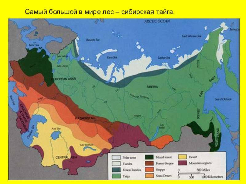 Природная зона расположенная южнее тайги. Распространение тайги в России. Территория тайги на карте России. Южная граница тайги. Зона тайги на карте России.