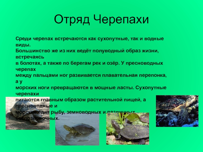 Отряд ЧерепахиСреди черепах встречаются как сухопутные, так и водные виды.Большинство же из них ведёт полуводный образ жизни,