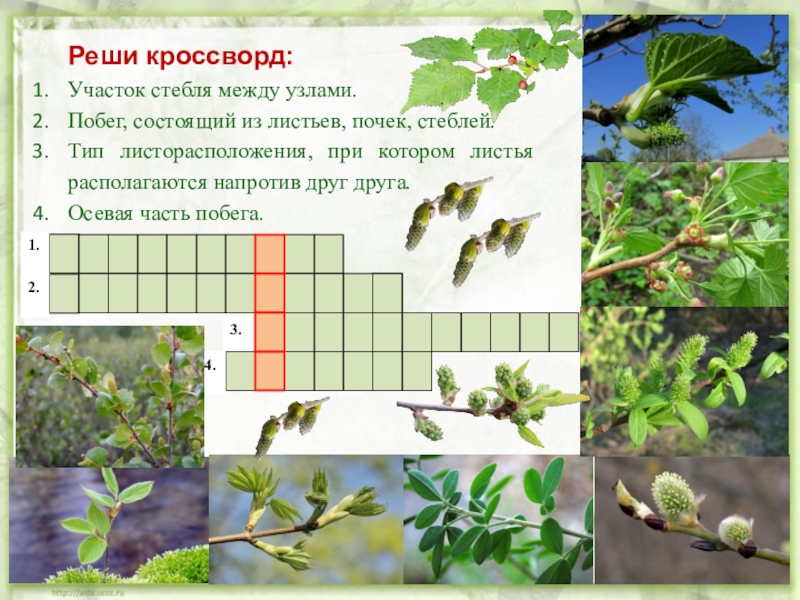 Кроссворд побег. Кроссворд на тему побег. Кроссворд побег и почки. Кроссворд на тему строение листа. Кроссворд на тему побег и почки.