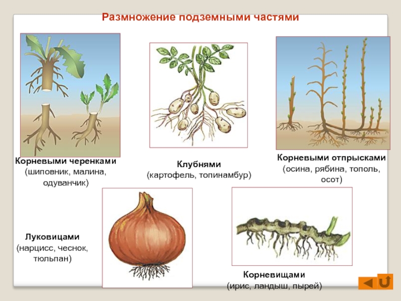 Способ вегетативного размножения изображенного на рисунке называется